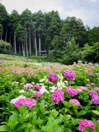 【千葉】1万株以上の紫陽花 メディアにもとりあげられる大人気紫陽花スポット！