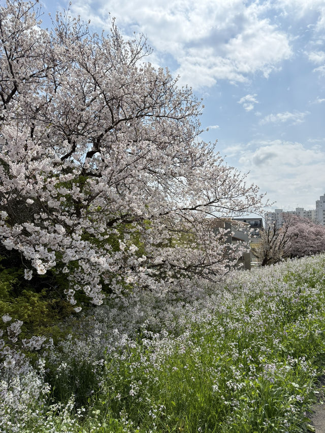 📍多摩川ガス橋緑地/東京