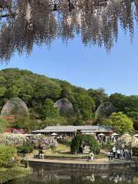 【足利】満開の藤の花を楽しもう