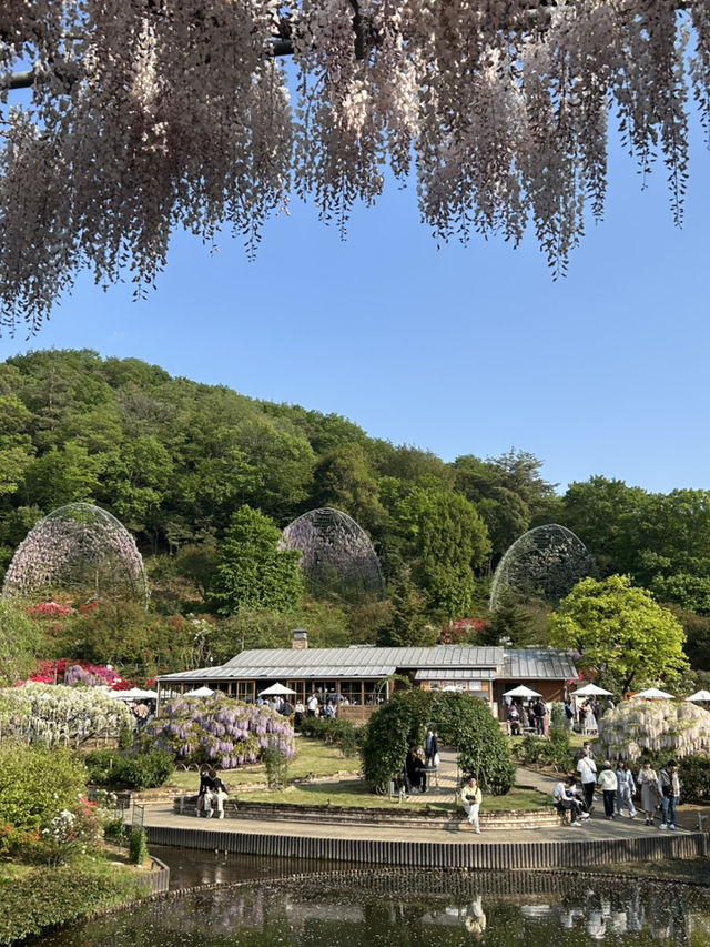 【足利】満開の藤の花を楽しもう