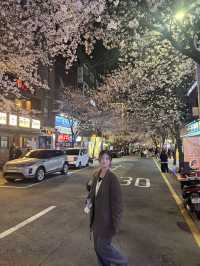 서울 벚꽃 명소 추천, 합정 벚꽃 명당 정리