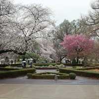Cherry Blossom Bliss in the Heart of Tokyo