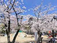 江坂公園賞櫻，因大阪首屆世博會而發展的都會區