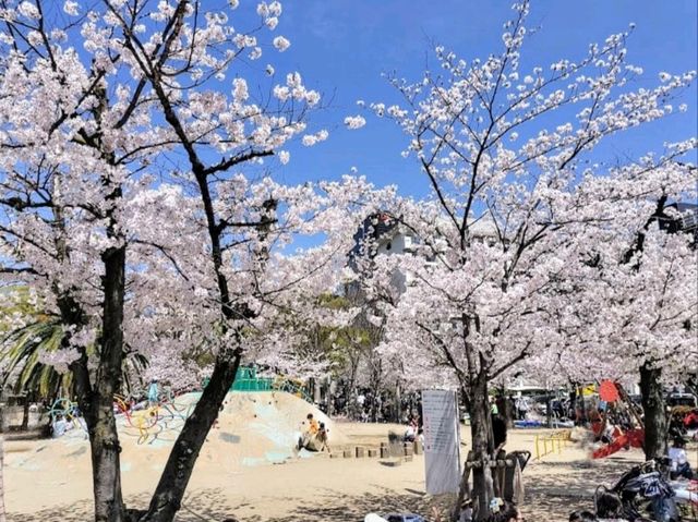 江坂公園賞櫻，因大阪首屆世博會而發展的都會區