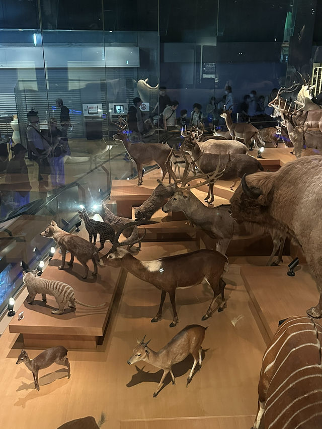 과학의 모든 것! 도쿄 국립과학박물관 🦖🌏✨