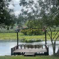เที่ยวชมนก ดูบัวที่หนองปลักพระยา (นกน้ำ สตูล)