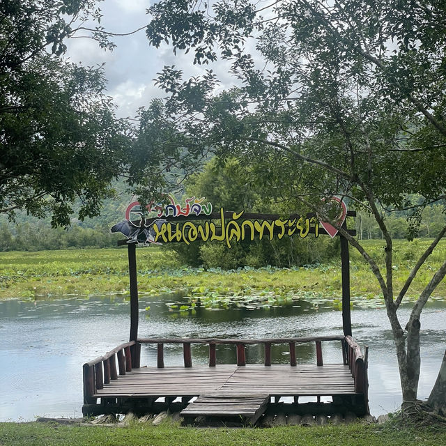 เที่ยวชมนก ดูบัวที่หนองปลักพระยา (นกน้ำ สตูล)