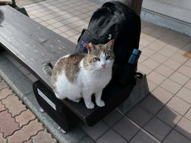 고양이 마을 아오시마