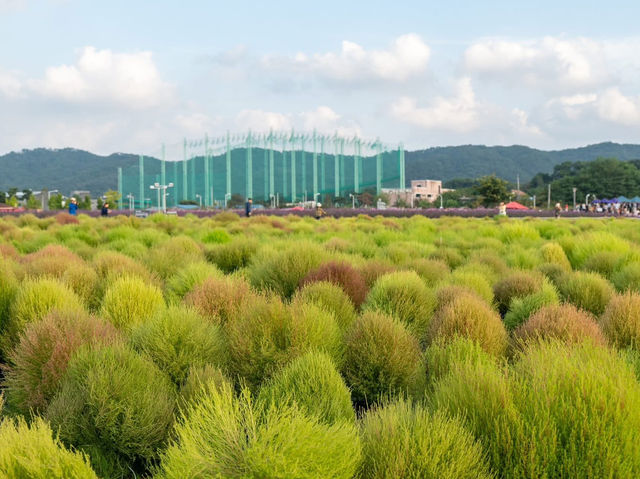 Hidden Gem – Yangju Flower Festival
