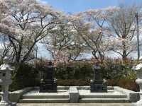 船岡城址公園，仙台近郊居高臨下的賞櫻名所