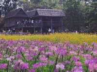 ชมทุ่งดอกไม้สวยๆหลากสีที่จิม ทอมป์สัน ฟาร์ม
