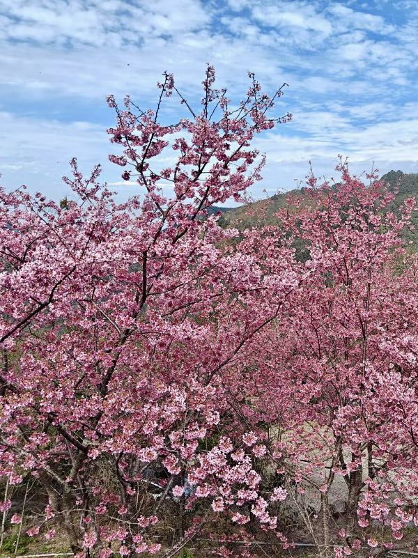 藏在雲霧深處的粉色奇蹟：尖石賞櫻初體驗 🌸