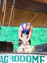 #愛歌頓農場Agrodome Farm-紐西蘭羅託魯亞