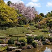 Sakura Magic at Taizo-in 🌸