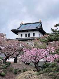 2025五月北海道獨遊追櫻之旅🌸 - 第三彈