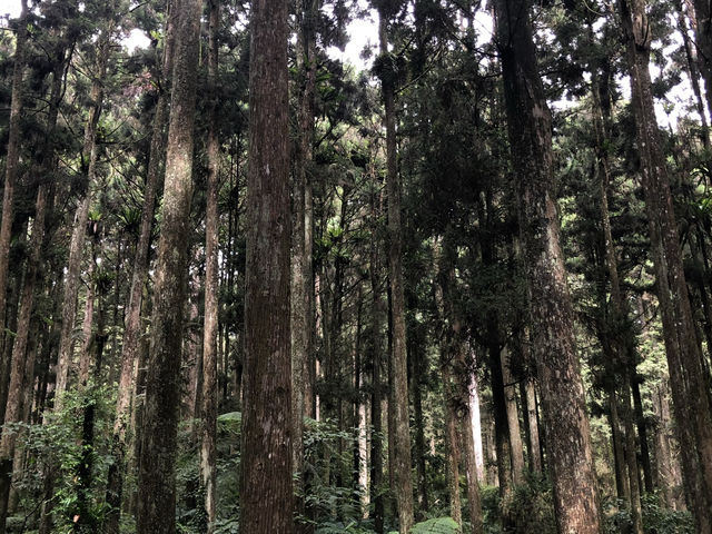 溪頭自然教育園區｜霧林秘境中的森林教室，漫步雲端的芬多精之旅 