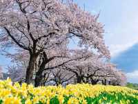 Cherry Blossom Tunnel Dreams