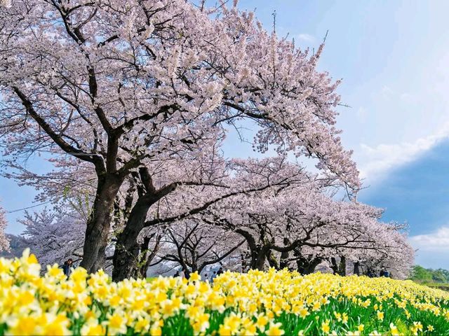 Cherry Blossom Tunnel Dreams