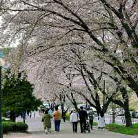 Daejeon in Bloom: A Springtime Escape in Korea’s Science City