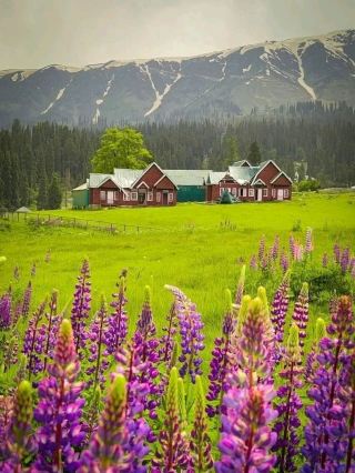 Srinagar – A Soulful Symphony of Lakes, Mountains, and Culture