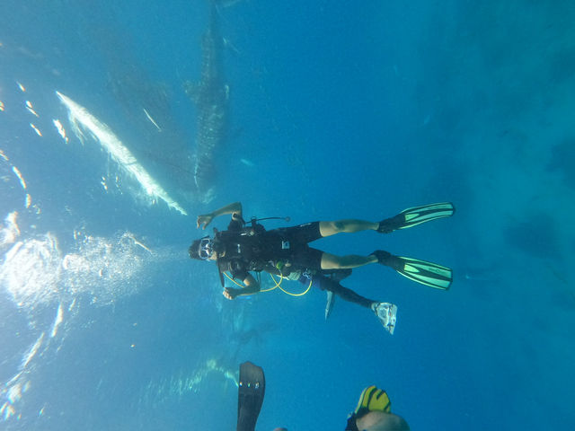 Oslob Whale Shark Watching