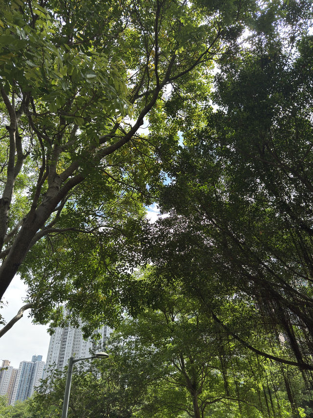 香港｜香港單車館公園｜深度遊的綠意與花海秘境