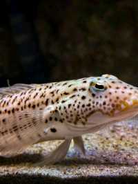 Journey into the Blue: Okinawa Churaumi Aquarium’s Ocean Wonders