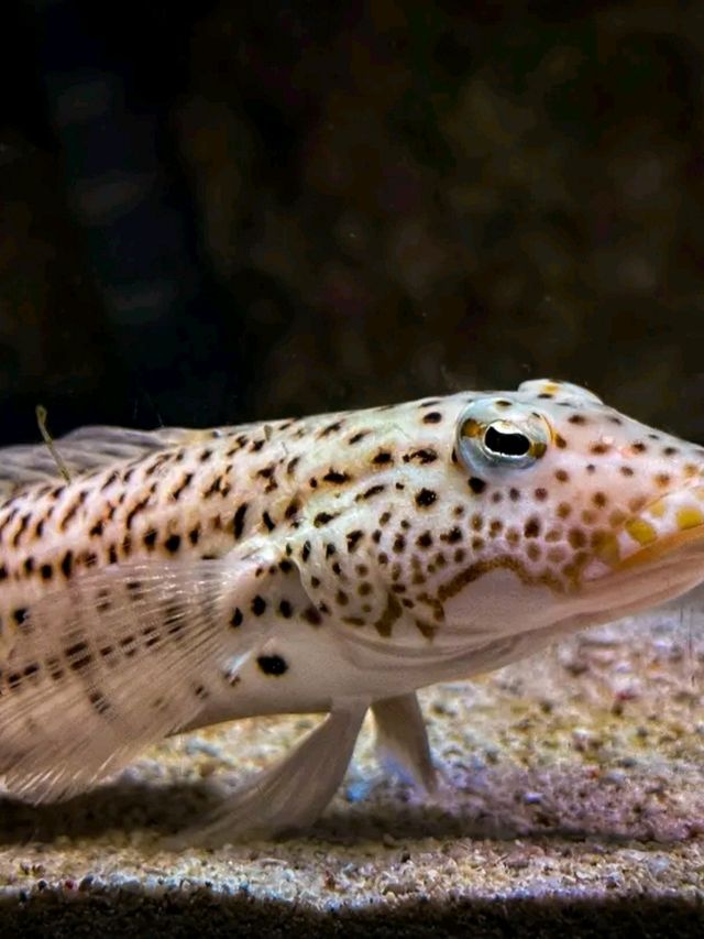 Journey into the Blue: Okinawa Churaumi Aquarium’s Ocean Wonders