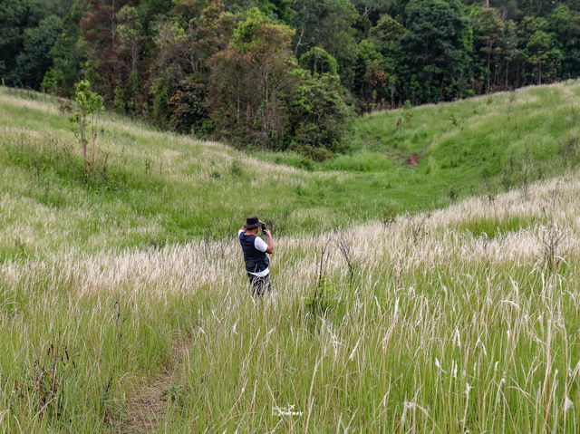 เส้นทางศึกษาธรรมชาติหนองผักชี เขาใหญ่