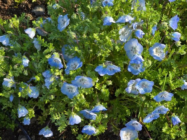 都内でもネモフィラ🌼
