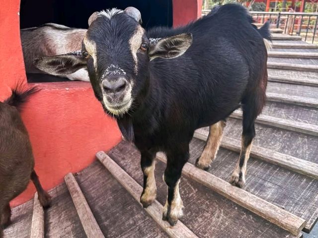 Niran farm