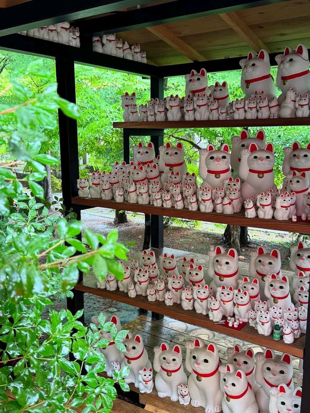Springtime Good Luck at Cat Temple