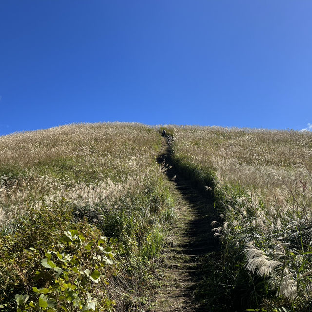 【岩湧山でススキ三昧】 🌾　大阪