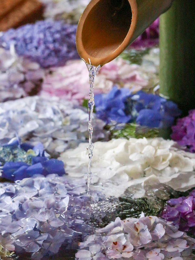 紫陽花　花手水