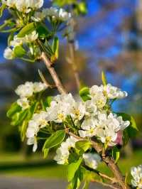 Pastels by the Lake – Spring at Platt Fields Park