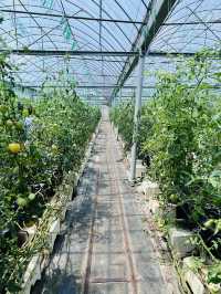 ［新竹關西旅遊］金勇蕃茄農場🍅端午佳節半日遊的好選擇-好吃又好玩🧸
