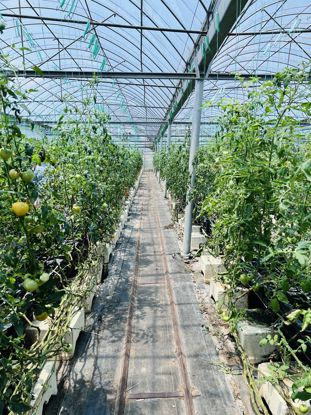 ［新竹關西旅遊］金勇蕃茄農場🍅端午佳節半日遊的好選擇-好吃又好玩🧸