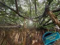 Anping Tree House