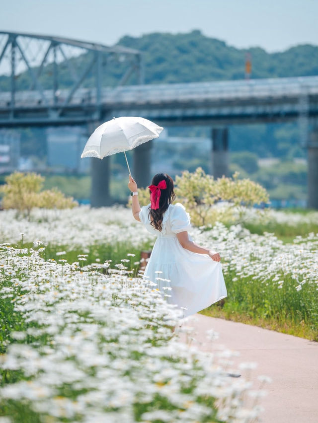 🌼샤스타 데이지 가득한 섬 🌼 공주 미르섬