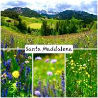 wild flowers