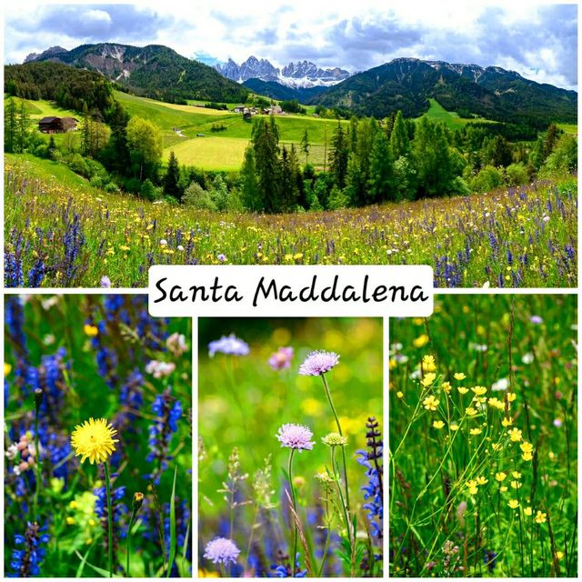 wild flowers