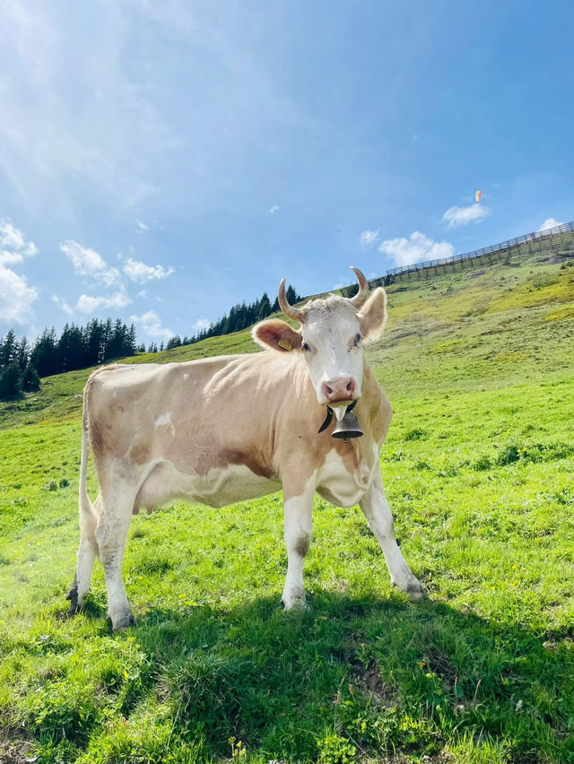 🇨🇭여름 스위스 = 지상낙원🌿 인생에서 꼭 한 번! 인터라켄 완전 정복 가이드✨