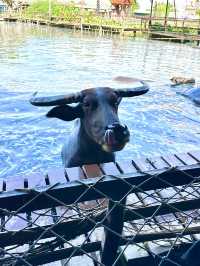 クワーイと出会う、スパンブリーで感じる昔ながらの暮らし🐃🌾