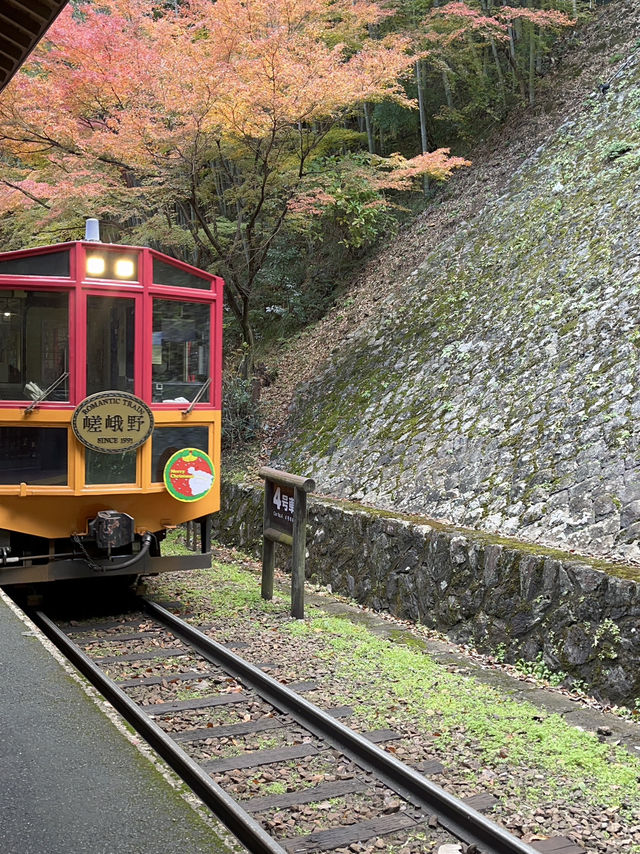 🚋【京都 嵐山】風ごと、景色ごと、心を運ぶ。「嵯峨野トロッコ列車」で五感の旅へ🍁🌿