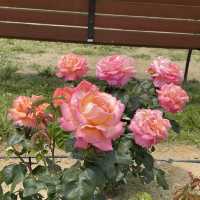 Flower Hill - Uminokamichi Seaside Park 