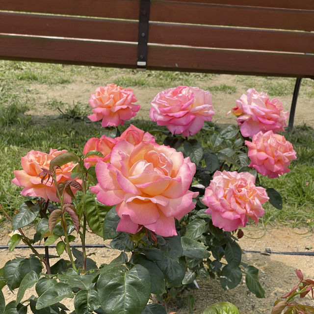 Flower Hill - Uminokamichi Seaside Park 
