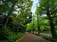 Meiji Shrine & Yoyogi Park – Tokyo’s Tranquil Core