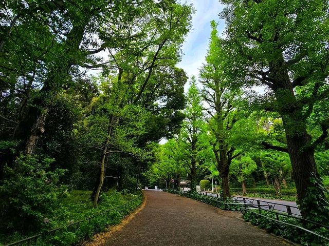 Meiji Shrine & Yoyogi Park – Tokyo’s Tranquil Core