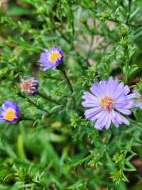 Tbilisi Botanical Garden – Nature’s Secret in the Heart of the City