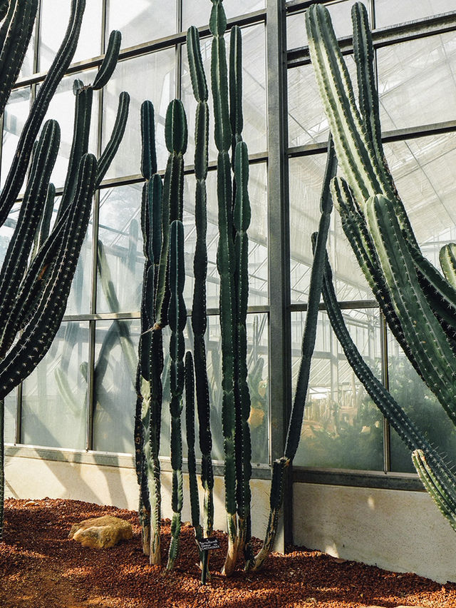 Mae Rim Queen SiriKit Botanic Garden Escape 🌵